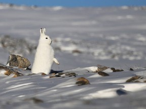 File photo of a snowshoe hare. Scientists say climate change is causing a delay in colour change to white from brown.