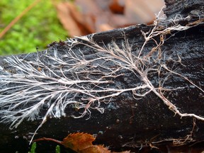 File photo of mycelium. New UBC-led research has found the smallest and largest organisms outweigh all other biomass on the planet.