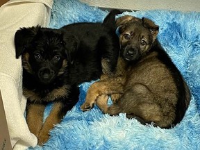 German shepherd puppies Tia and Koda were left in a box hidden in bushes at Burnaby's Byrne Creek Park. They are now recovering in a foster home after receiving emergency care from the B.C. SPCA in Burnaby and Richmond.