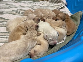 The B.C. SPCA says it has been inundated with puppies in 2023, with 350 arriving in the first few months of the year compared with about 200 at this point in 2022.