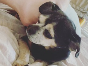 Bandit the chihuahua in his owner's arms. Vancouver's Rachel Thexton is seeking a bereavement accommodation from WestJet after her family returned from vacation one day early because the 16-year-old dog was dying.
