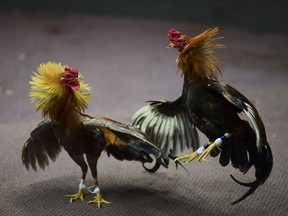 FILE - Cockfighting takes place in Toa Baja, Puerto Rico, on Dec. 18, 2019. Honolulu police have yet to make any arrests in a fatal shooting Saturday, April 15, 2023, that's highlighting the dangers that come with cockfighting, which has long been popular in Hawaii.
