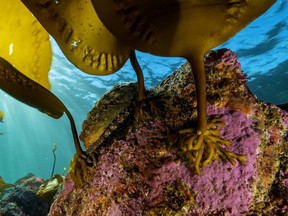 Kelp forests across the globe, and on all three Canadian coasts, provide an average of US$500 billion a year in benefits for fisheries, not to mention filtering pollution and capturing carbon.