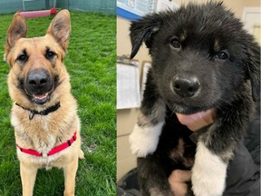 Sidney (left) and Morely are available for adoption from the SPCA.