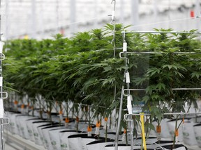 Cannabis plants growing inside the Tilray Brands Inc. factory hothouse in Cantanhede, Portugal.