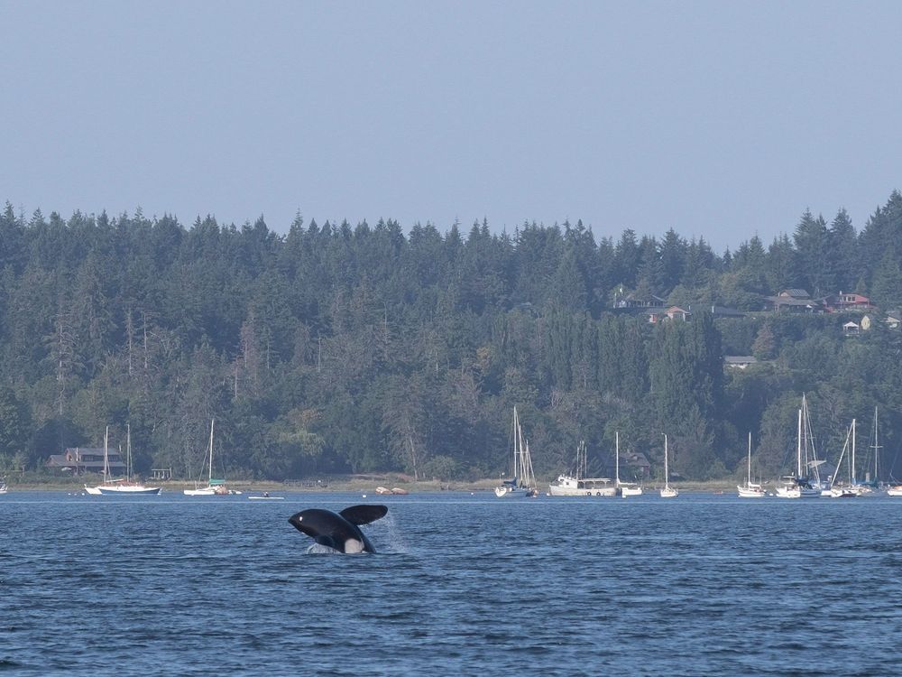 Protected areas, fishing closures, to help B.C.'s threatened orcas ...