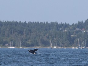 A lone killer whale breaks the water in a Comox, B.C., harbour on Tuesday July 31, 2018.Transport Canada has announced several new measures, ranging from sanctuary zones to fishing closures, as it works to protect critically endangered southern resident killer whales off the British Columbia coast.