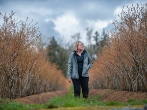 A file photo of blueberry farmer Rhonda Driediger. Cool weather means plants haven't yet flowered, she said. Farmers must be resilient as every year brings different challenges.