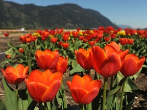 U-Pick tulips at Lakeland Flowers in April 2021.
