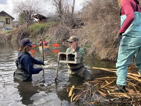 A B.C. Wildlife Federation team builds a co-existing device known as a pond leveller to maintain an appropriate water level in the pond while allowing beavers to continue living at the site. Completed as part of the Methow Beaver Project workshop in Tonasket, Wash.