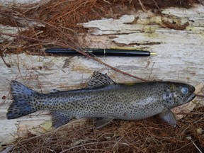 An incident on a construction site has killed dozens of cutthroat trout in Larson Creek.