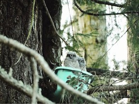 A family of great horned owls is living in a laundry basket up in a tree in Saanich. Owls tend not to make their owns nests, preferring to take over the nests of others and occasionally human structures, says Ann Nightingale, a volunteer at the Rocky Point Bird Observatory. VIA KRIS WESTENDORP