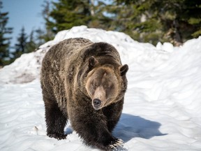 The grizzly bears at the Grouse Mountain Refuge for Endangered Wildlife emerged from hibernation for a 22nd year on May 3, 2023.