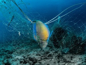 Fish tangled in ghost gear. Courtesy of Ocean Conservancy, Morgan Bennett-Smith.