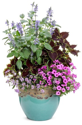 Remember the motto of ‘Thrill, Fill and Spill’ to create well-balanced container gardens.