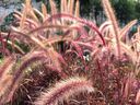 Purple Fountain Grass offers lovely colour and movement, and is particularly lovely later in the season!  