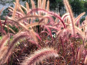 Purple Fountain Grass offers lovely colour and movement, and is particularly lovely later in the season!