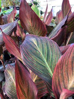 Canna lilies offer a range of fantastic foliage and flower colours, so there is sure to be one to match your theme.
