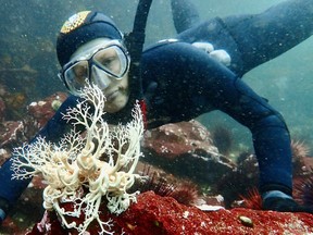 Snorkelling Adventures Around Vancouver Island and The Gulf Islands is a new book from Harbour Publishing by author Sara Ellison. 2023