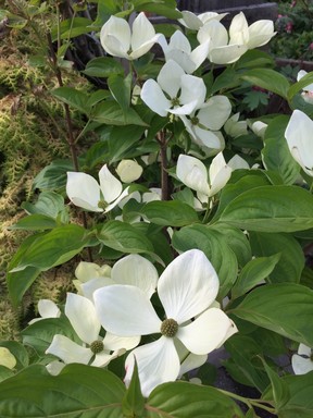 Kousa dogwoods have lovely form, are quite low maintenance and provide terrific fall interest.
