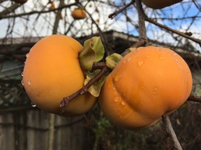 Persimmons.