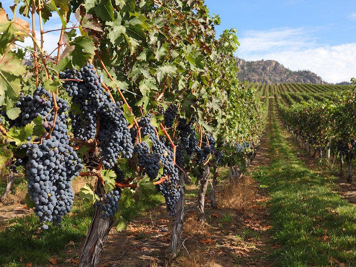  Ripe bunches of red grapes hang on the vine near Osoyoos.