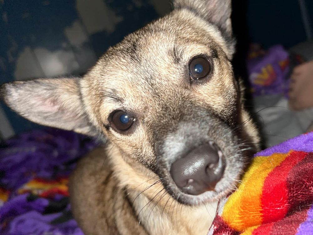 Betty is one of the three dogs that evacuee Johnette Blesse had to leave behind as wildfires burned close to Fox Lake, Alberta.