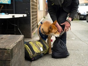 Dog with guardian SPCA