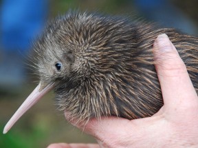 A North Island Brown Kiwi chick. Zoo Miami angered New Zealanders by offering up-close kiwi encounters.