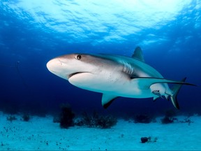 Reef shark is pictured swimming near the sea bed in a tropical ocean in a file photo.