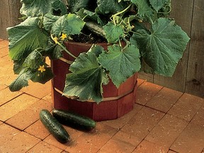 Salad Bush Cucumbers