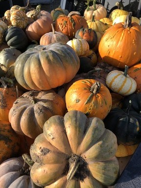 Growing pumpkins is fun and rewarding for kids of all ages!