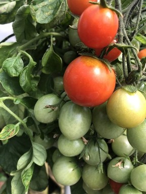 Some tomatoes, such as Tumbler, can be grown in hanging baskets, allowing you to utilize space more efficiently.