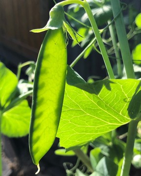 On hot days don’t be fooled when some plants wilt. They are responding to the intense heat but still may be in moist soil, so be sure to check before adding more water.