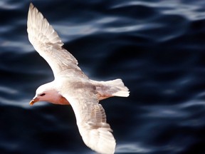 File photo of a northern fulmar.
