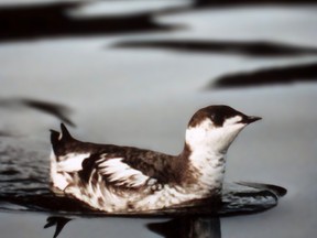 Picture of a marbled murrelet