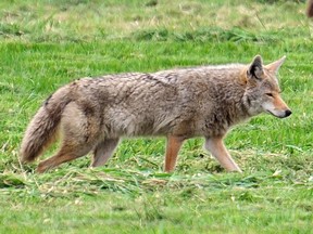 File photo of a coyote on the prowl in Metro Vancouver.