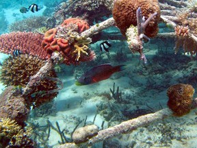 Biorock reef in Indonesia.