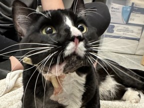 The B.C. SPCA Burnaby animal shelter is looking for a home for Finnigan who was hurt in a car accident.