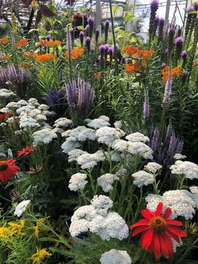 Perennials offer an incredible range of colour, texture and form to the garden, so it's easy to create layers of interest in each season.