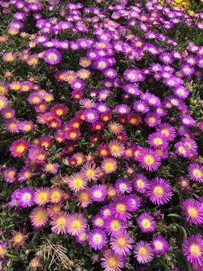 Drought tolerant plantings do not have to be dull! Sedums and delosperma and wonderful pops of colour.