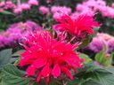 Monarda is a long-time garden favourite, and quite popular with pollinators too.