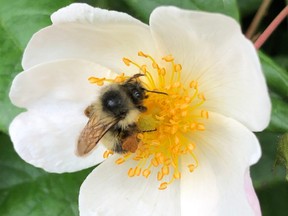 bee on flower