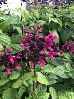 Proven Winners' Rockin' Fuchsia Salvia.