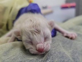 SPCA kittens Powell River