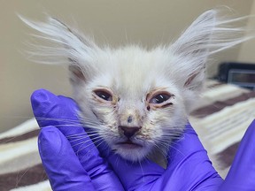 SPCA kittens Powell River