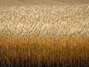 A field of wheat is pictured near Cremona, Alta., Tuesday, Sept. 6, 2022.