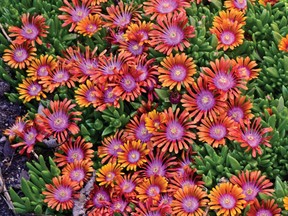 delosperma plant