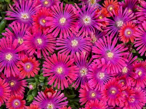 Delosperma