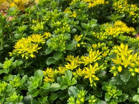 Sedums perfect for drought conditions